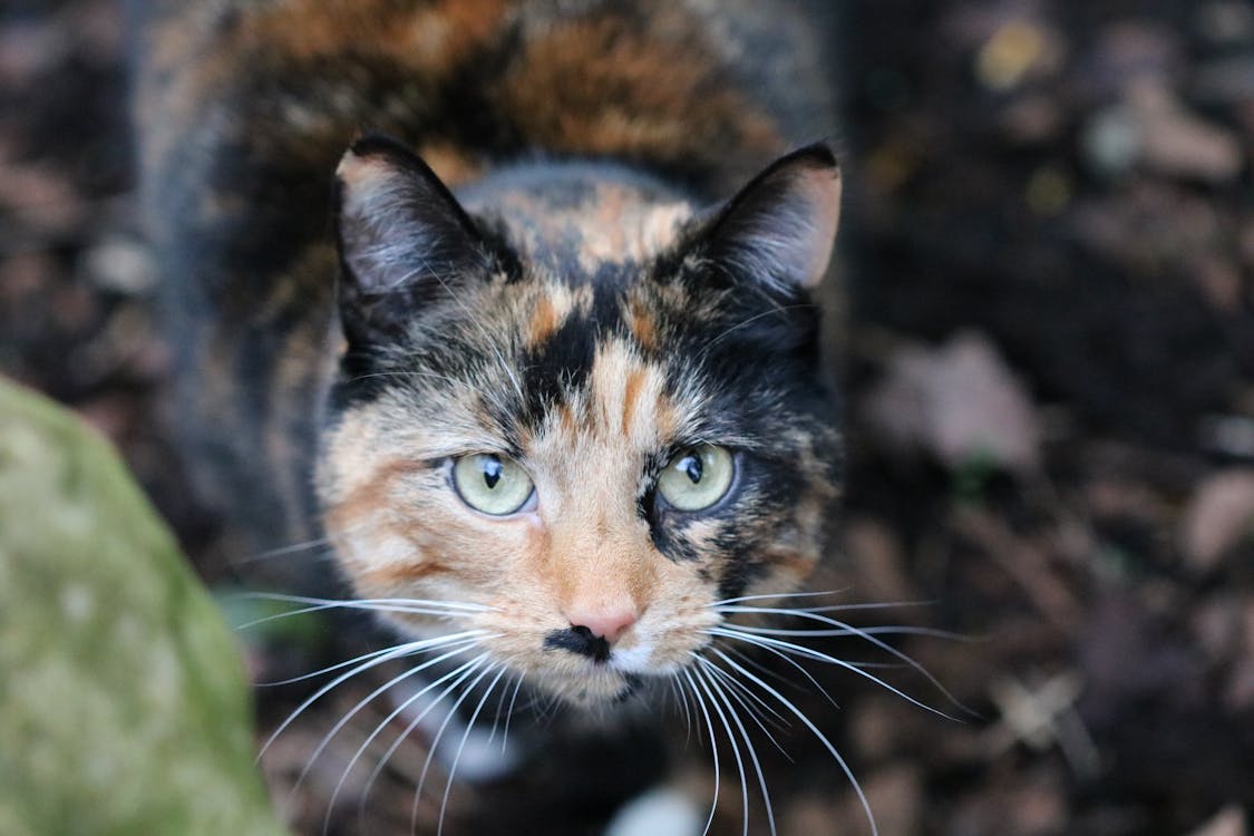 Free Cat in Selective Focus Photography during Daytime Stock Photo