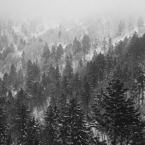 Základová fotografie zdarma na téma borovice, černý a bílý, jednobarevný