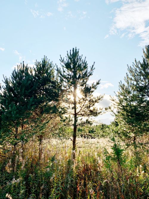 Free Sunlit forest scene with pine trees in Vologda Oblast, Russia. Stock Photo
