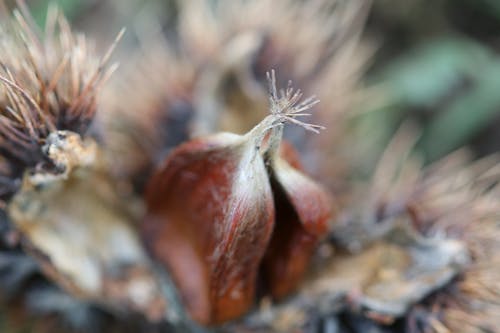 Foto Aproximada De Uma Flor De Pétalas Castanhas