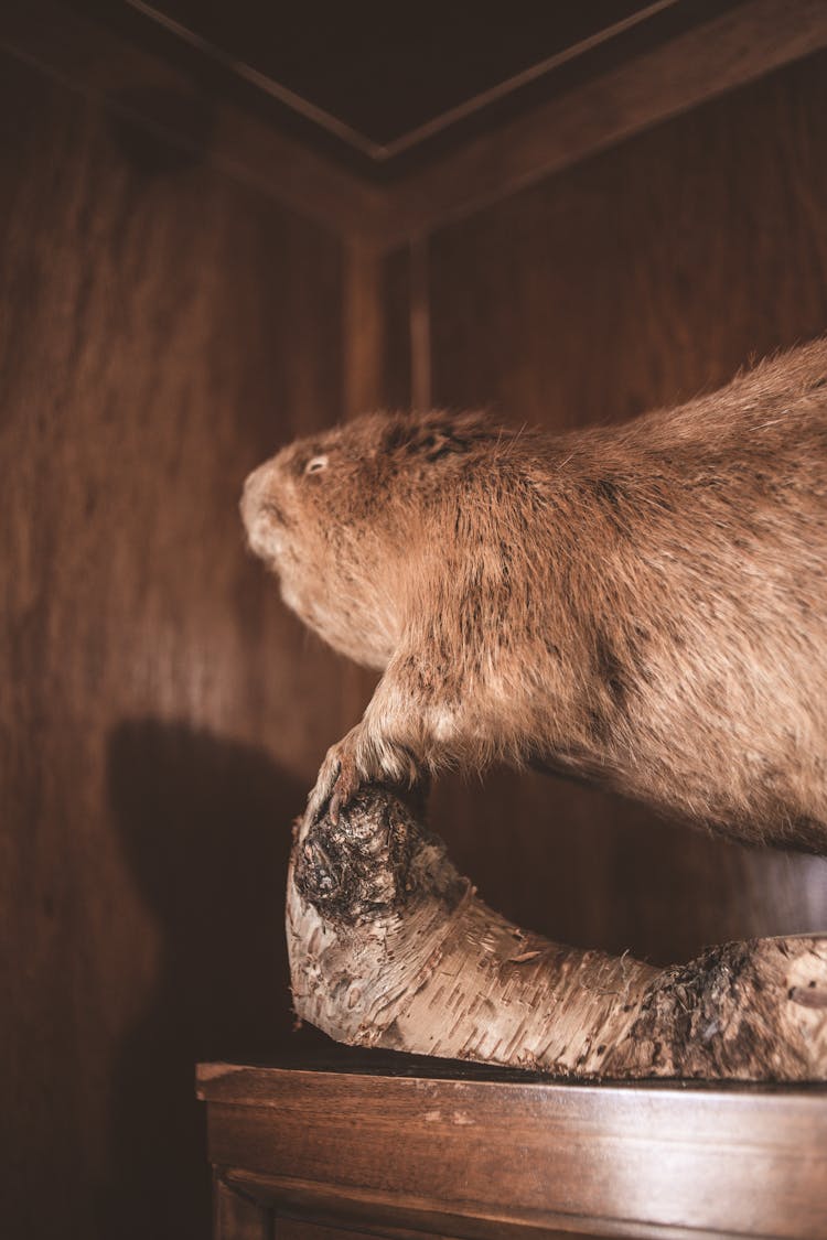 Beaver In A Museum 