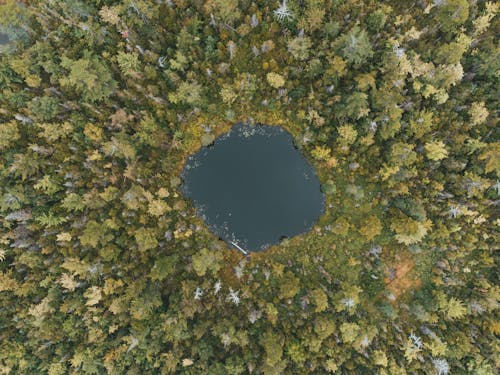 Foto profissional grátis de árvores verdes, floresta, fotografia aérea