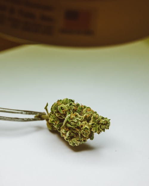 Close-up of Medicinal Marijuana