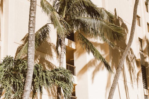 Coconut Trees Near Concrete Building