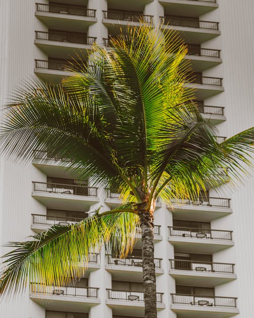 Green Palm Tree Near White Concrete Building