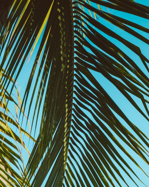 Free Close-up of tropical palm leaves silhouetted against a clear blue sky, emphasizing natural beauty and serenity. Stock Photo