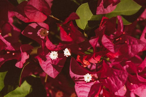  Bougainvillea Flowers in Close Up Photography