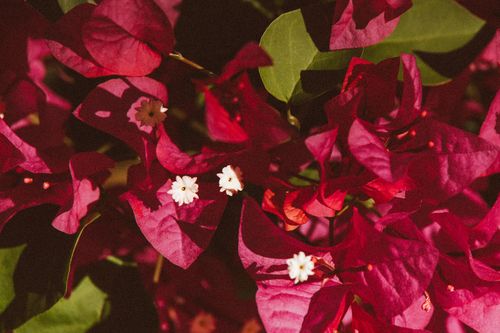 Free Close-up of vibrant pink bougainvillea flowers in natural sunlight, showcasing their delicate petals. Stock Photo
