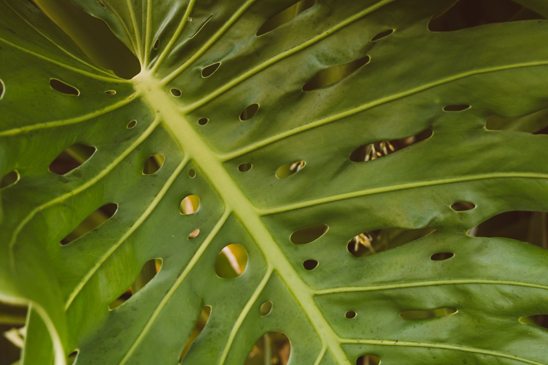 Vivid close-up of a Monstera leaf showcasing its unique perforated texture.. vivid, close, monstera