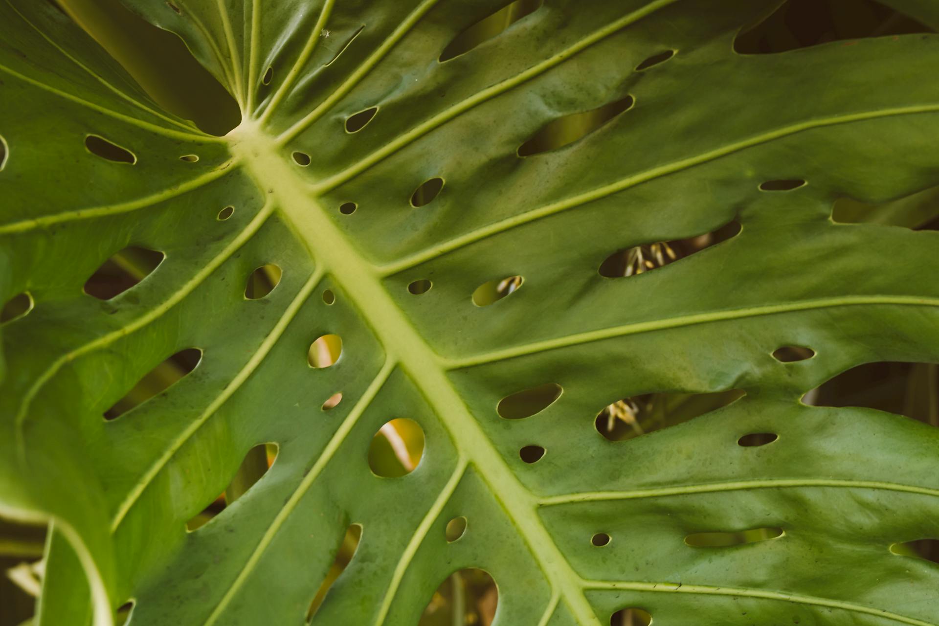 Vivid close-up of a Monstera leaf showcasing its unique perforated texture.