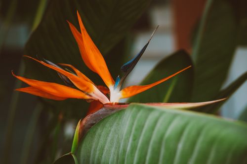 Free Detailed view of a colorful Bird of Paradise flower showcasing nature's beauty. Stock Photo