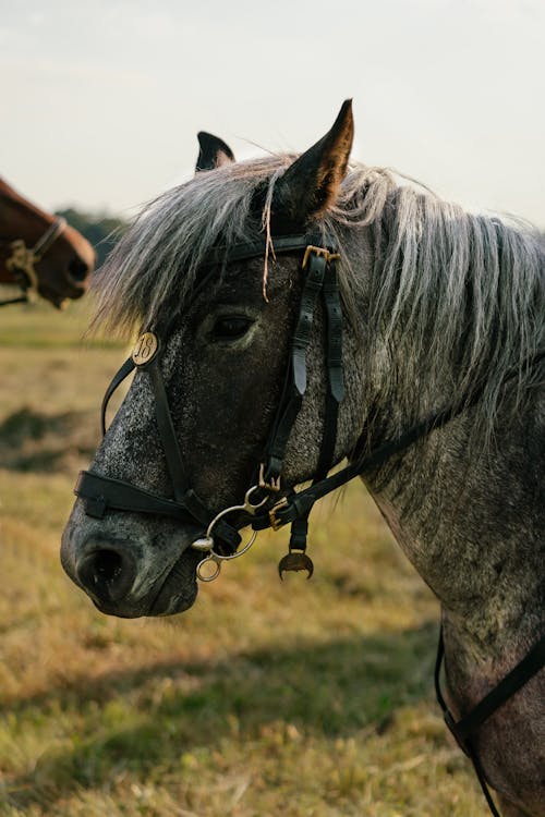 Foto d'estoc gratuïta de a l'aire lliure, animal, brida