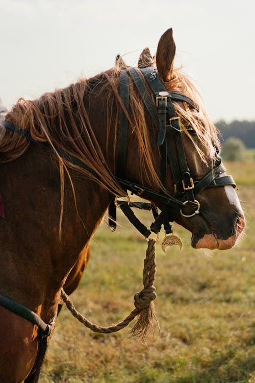 Foto d'estoc gratuïta de animal, cabellera, cavall