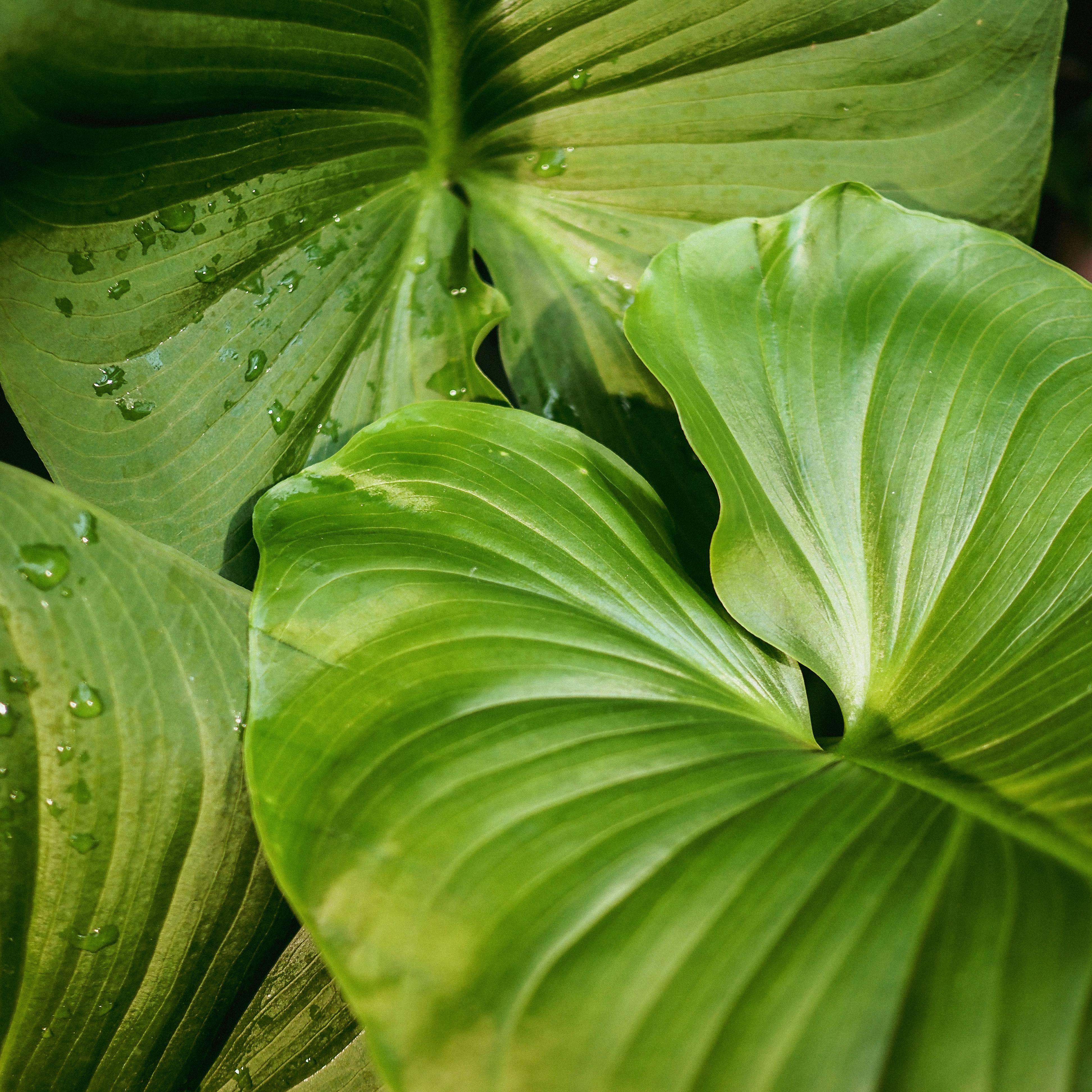 Detailed close-up of vivid green tropical leaves with water droplets, showcasing natural lush foliage.