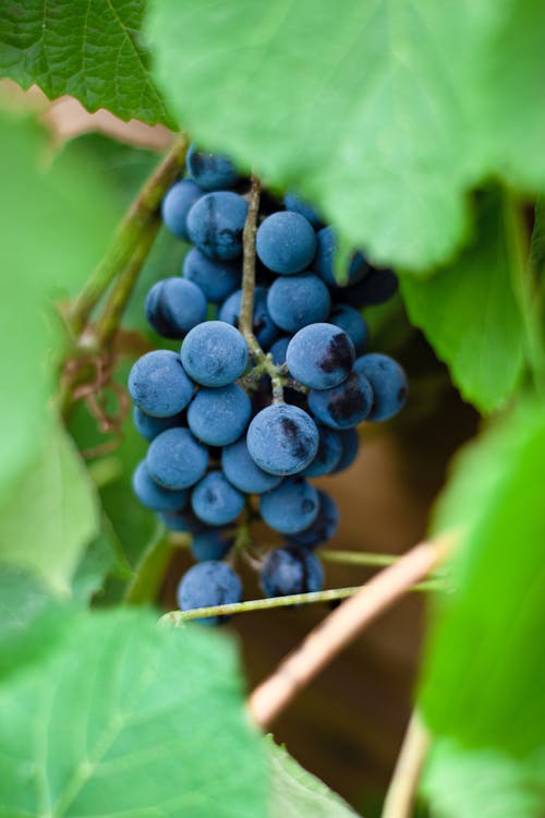 Gratis Fotos de stock gratuitas de antioxidante, arándanos azules, de cerca Foto de stock