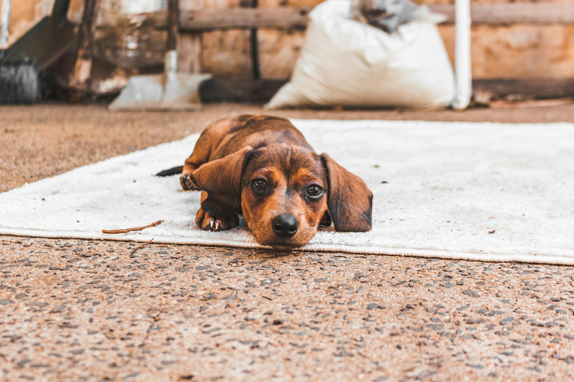 En brun dachshund som ligger på mattan