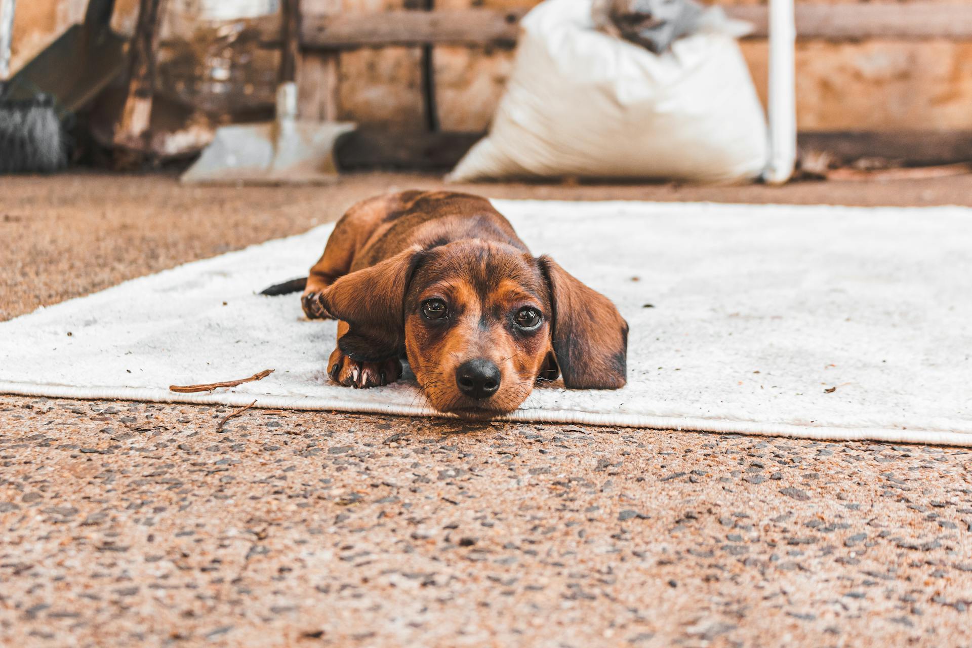 En brun dachshund som ligger på en matta