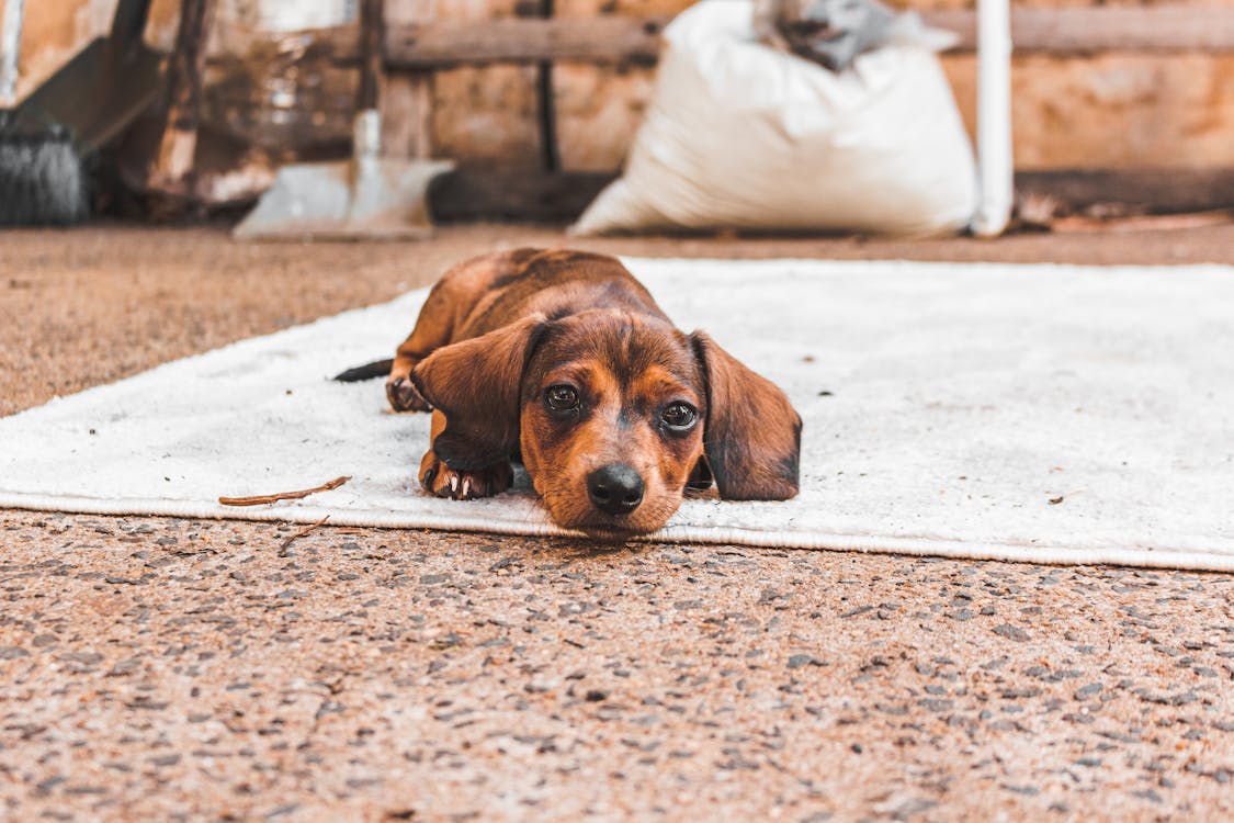 Free A Brown Dachshund Lying on Carpet Stock Photo