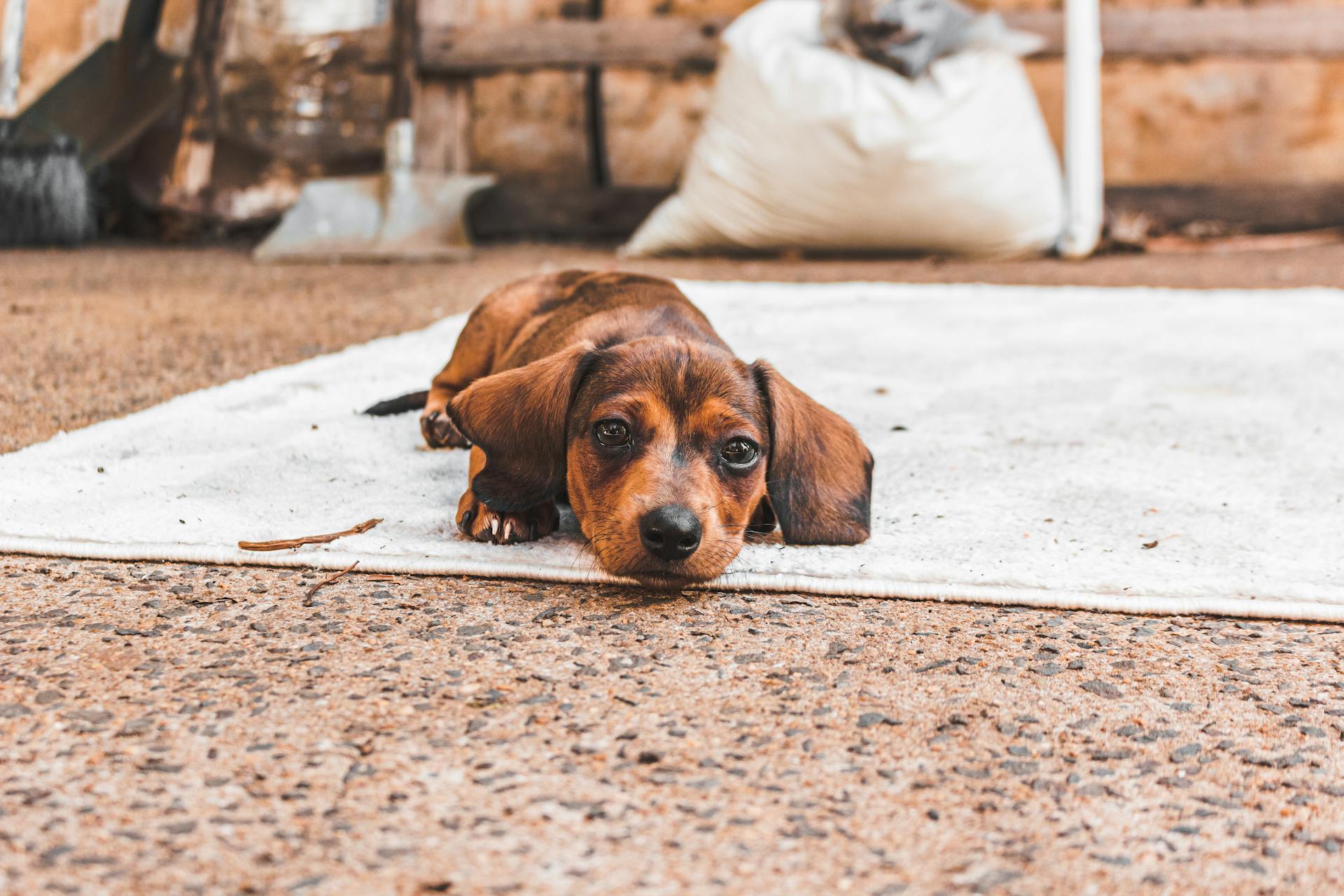 A Brown Dachshund Lying on Carpet