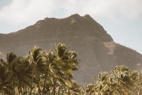 Green Palm Trees Near Mountain