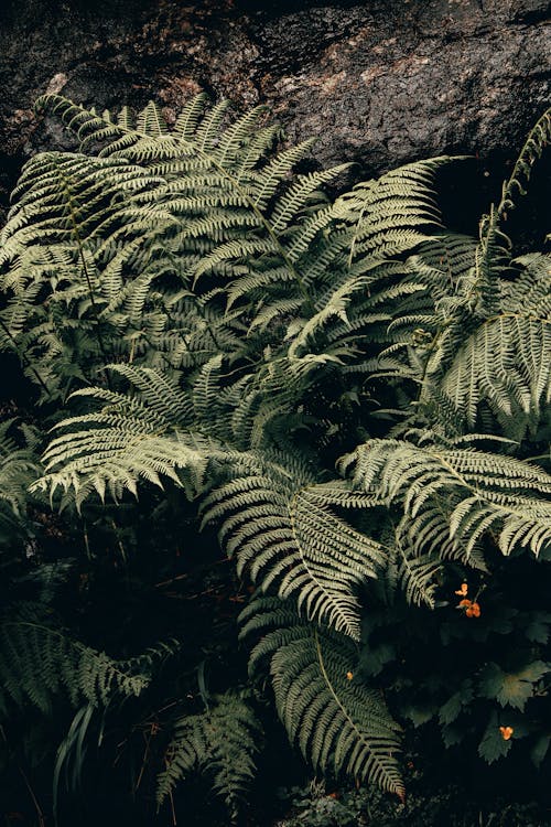 Close-Up Shot of Fern Leaves