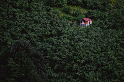 Ingyenes stockfotó buja, bungaló, erdő témában Stockfotó