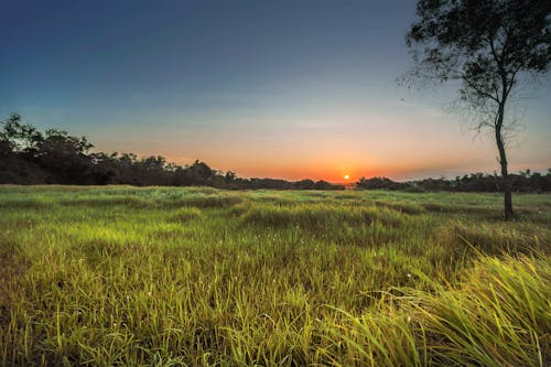 Free Landscape Photography Of Green Grass Field During Golden Hour Stock Photo