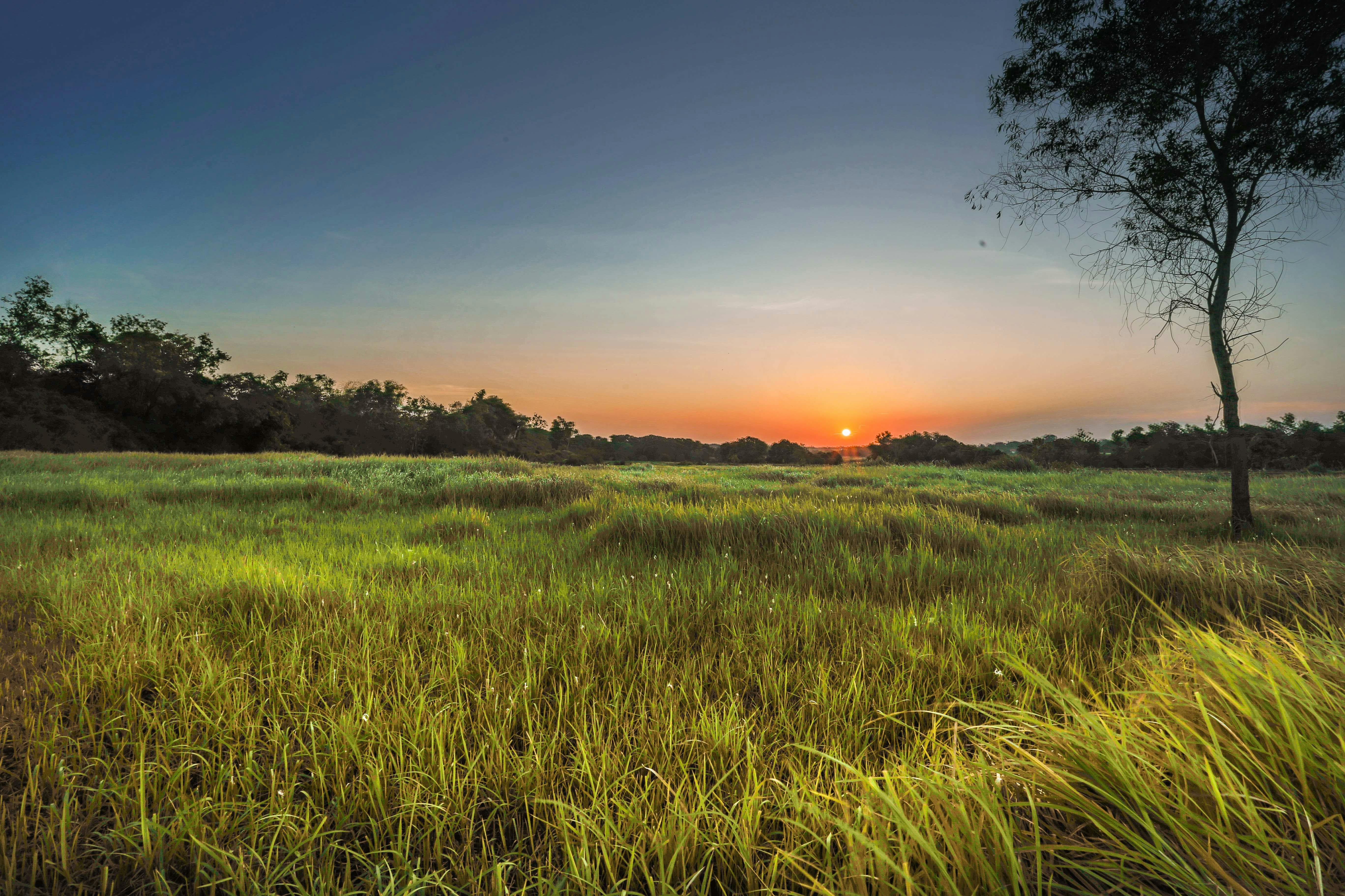 landscape-photography-of-green-grass-field-during-golden-hour-free-stock-photo