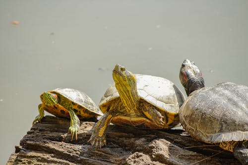 Close-Up Shot of Turtles on a Rock