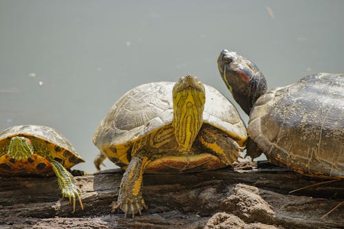 Close-Up Shot of Turtles on a Rock