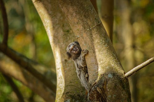 Gray Monkey Hiding on a Tree 