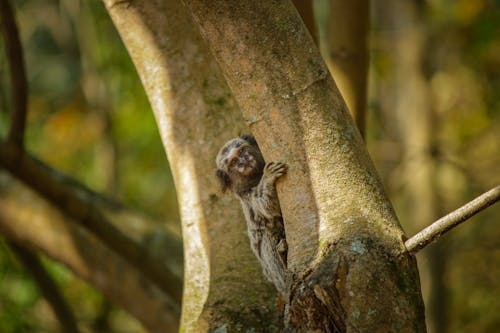 Fotos de stock gratuitas de animal, árbol, ascender