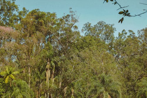Foto d'estoc gratuïta de arbres, caducifoli, estiu