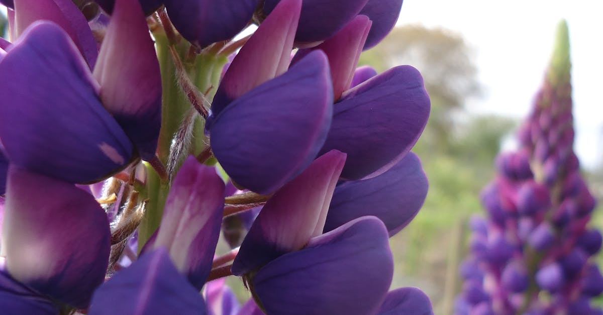 Free stock photo of lupin, purple