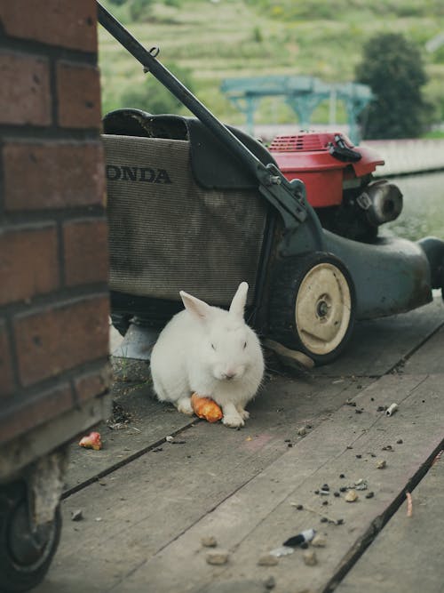 White Rabbit Beside a Lawn Mower