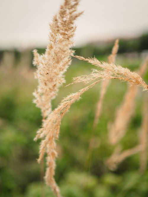 Free Close-up of reed grass in a lush green field, showcasing nature's tranquil beauty. Stock Photo
