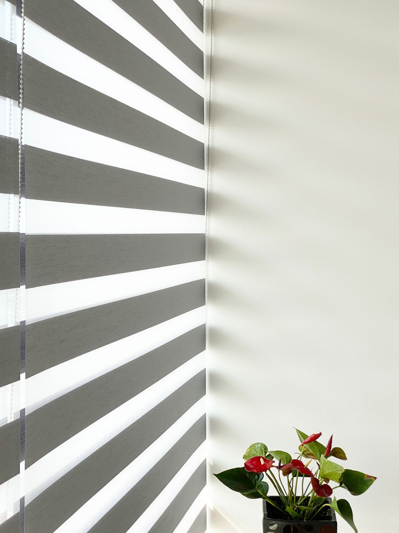 Grey and white zebra shade with alternating solid and sheer bands beside a potted anthurium plant