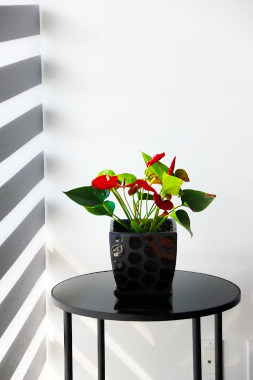 Free An Indoor Plant on a Round Table Stock Photo