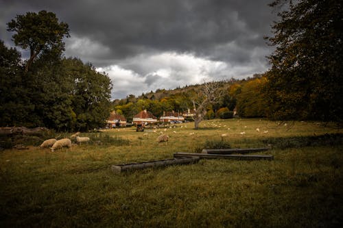 Free 가을, 가축, 검은 구름의 무료 스톡 사진 Stock Photo