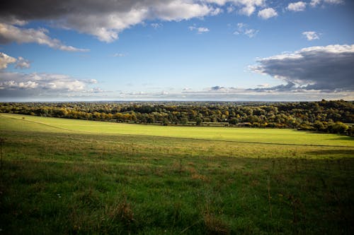 Green Grass Field Under the Sky