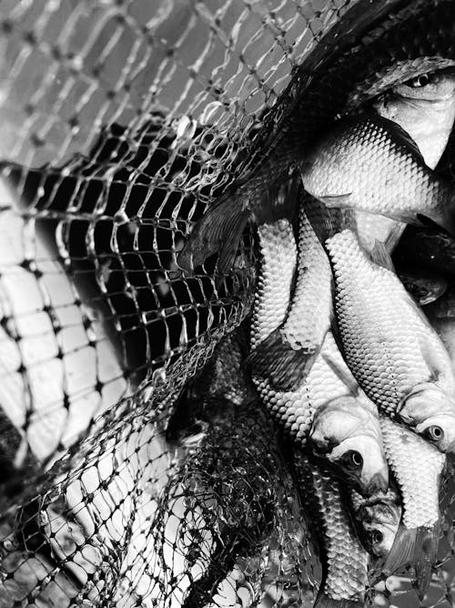 Grayscale Photography of Fish on Net
