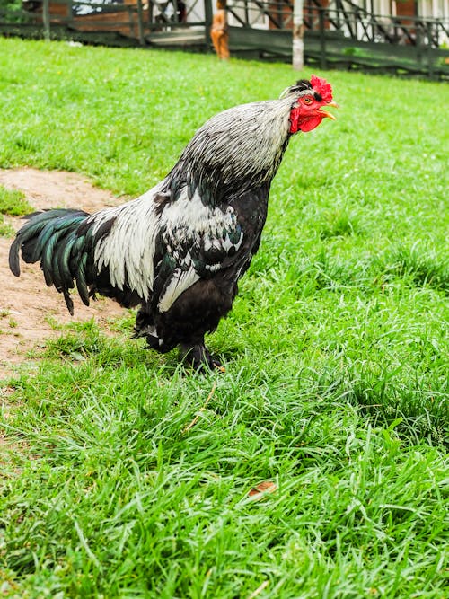 Black and White Rooster on Green Grass 