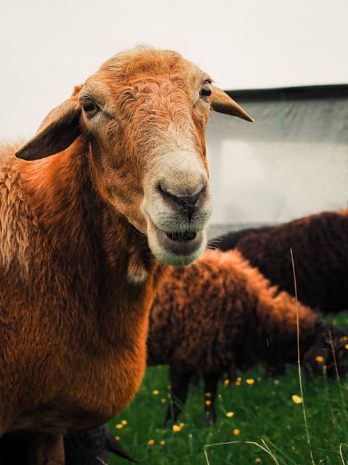 bovidae, Çiftlik hayvanı, dikey atış içeren Ücretsiz stok fotoğraf