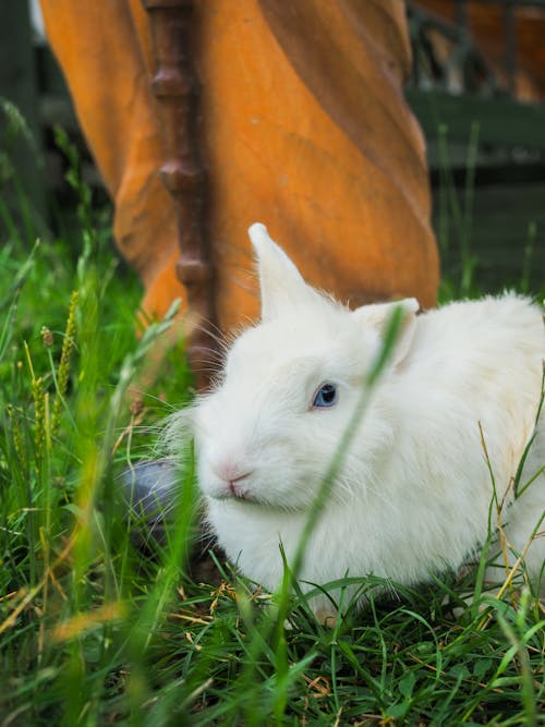 Close-Up Shot of a White Rabbit on the Grass