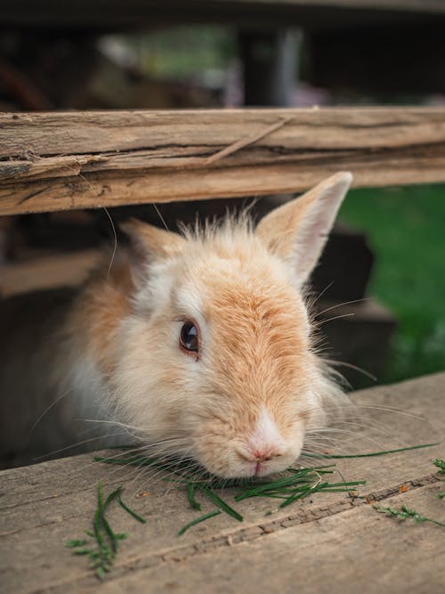 Close-Up Shot of a Brown Rabbit 