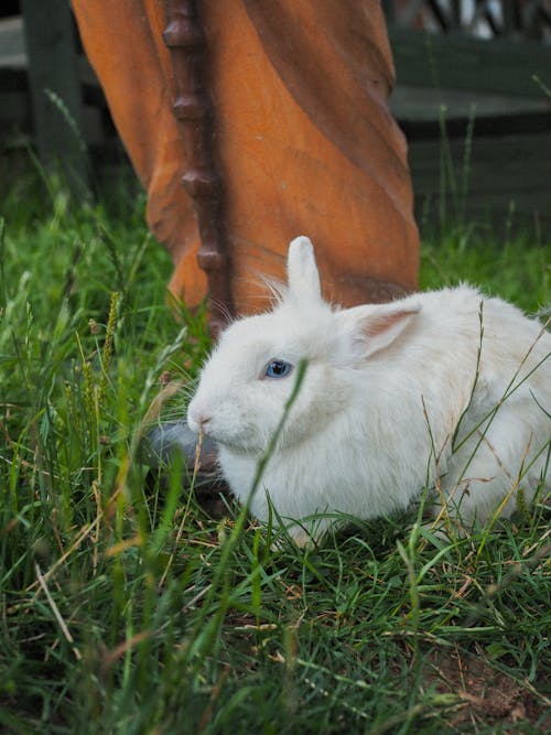 Close-Up Shot of a White Rabbit on the Grass