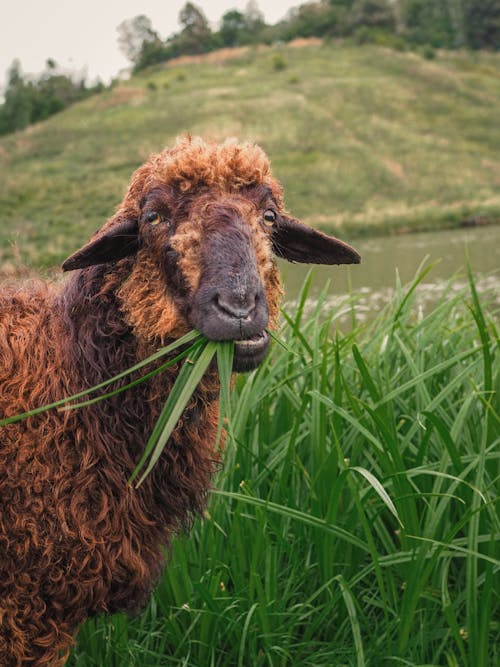 bovidae, Çiftlik hayvanı, çim içeren Ücretsiz stok fotoğraf