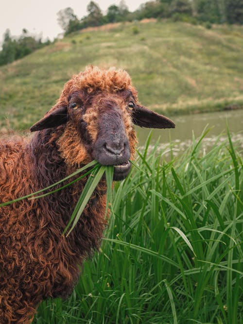 Foto stok gratis binatang peliharaan, binatang peternakan, bovidae