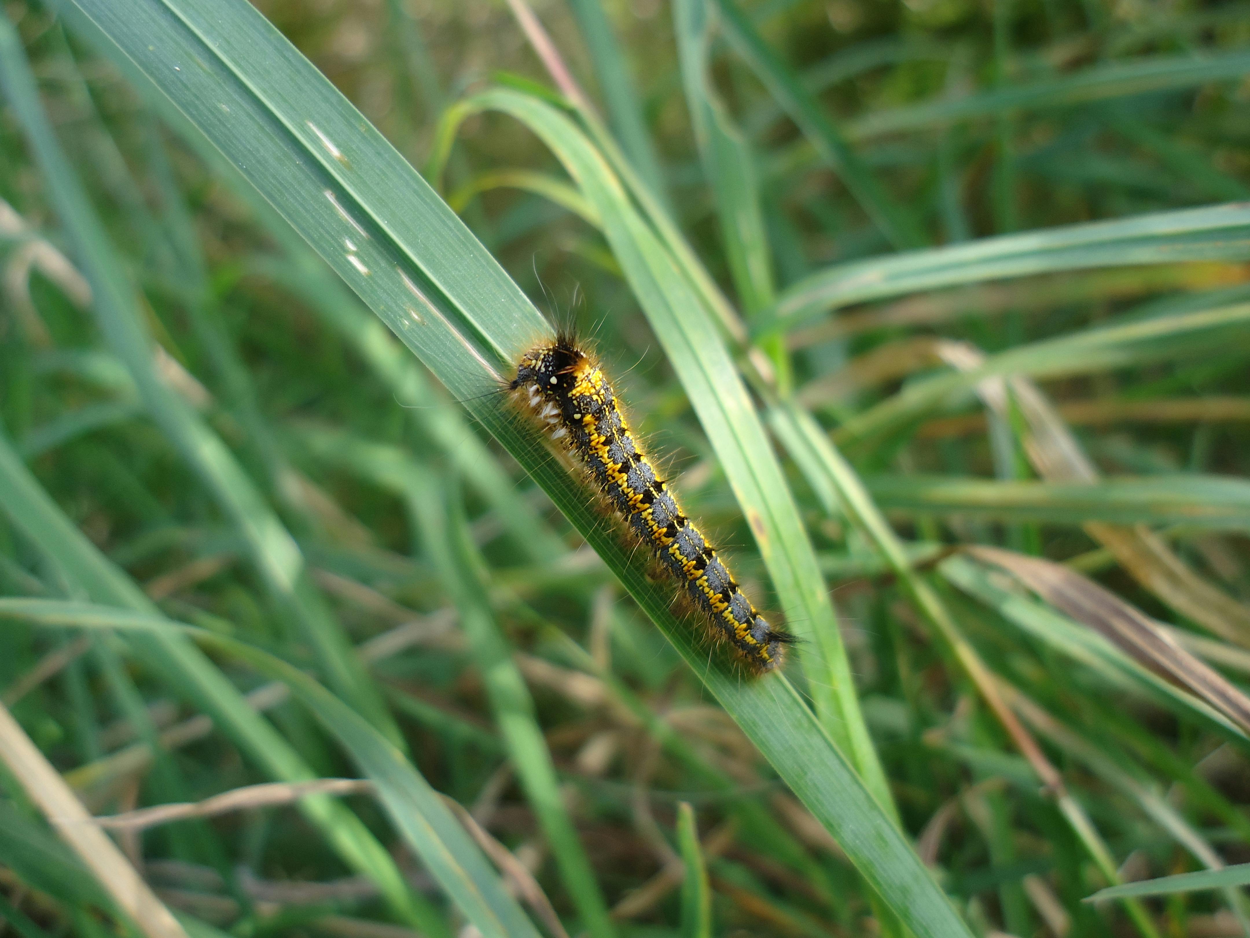 Free stock photo of caterpillar, grass