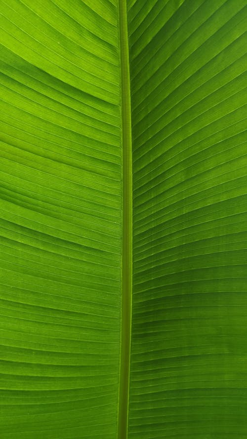 Fotobanka s bezplatnými fotkami na tému banánovníkový list, vzor, zelená